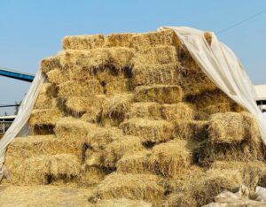 Hay making