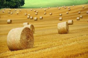 Hay making