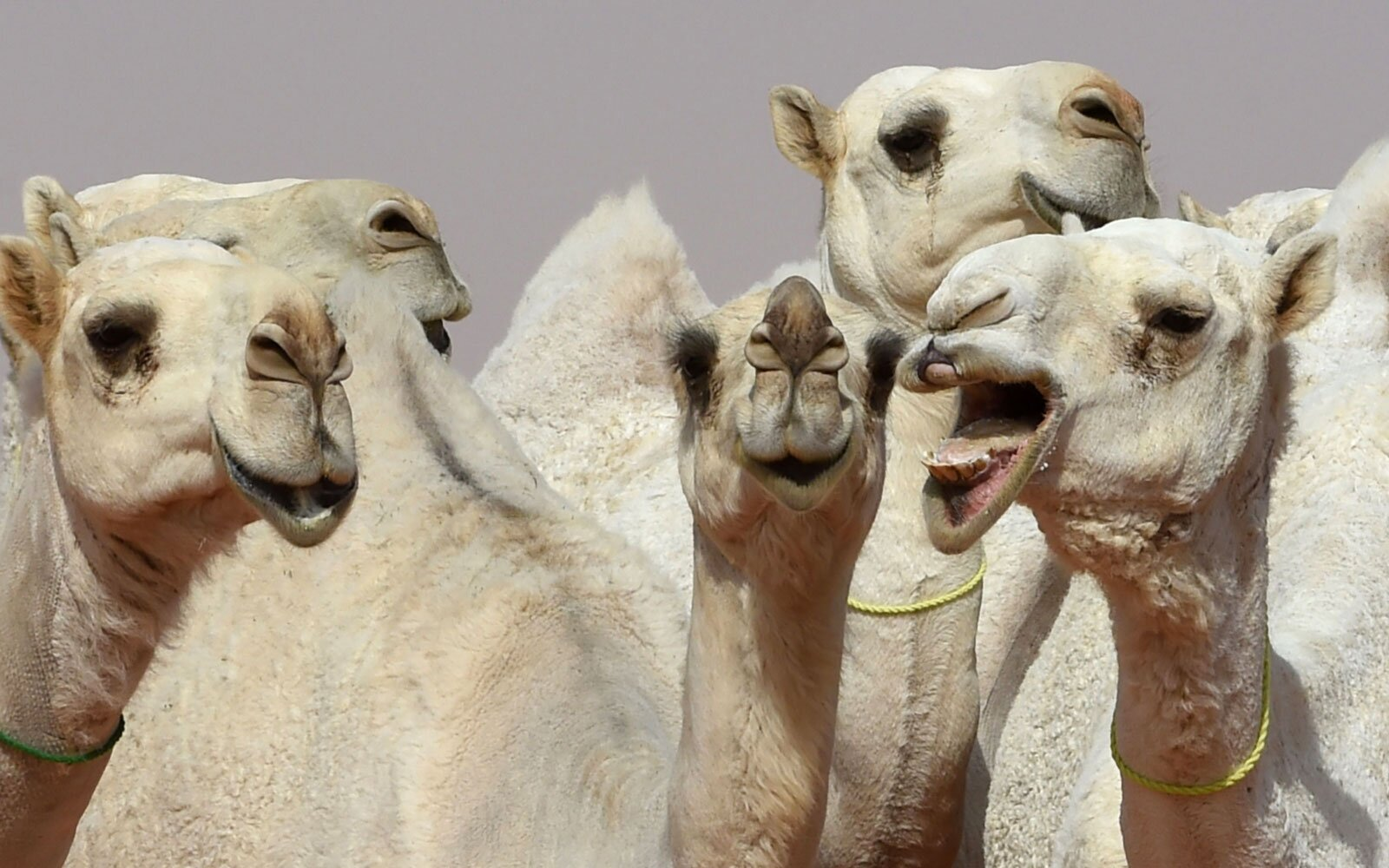 Use of Camel Botox